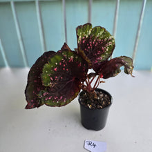 Load image into Gallery viewer, #R4 Begonia Unknown