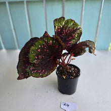 Load image into Gallery viewer, #R4 Begonia Unknown