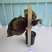 Load image into Gallery viewer, #R4 Begonia Unknown