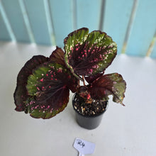 Load image into Gallery viewer, #R4 Begonia Unknown