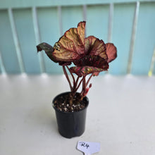 Load image into Gallery viewer, #R4 Begonia Unknown