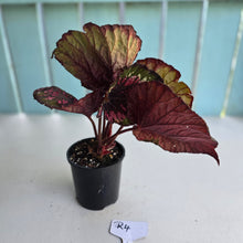 Load image into Gallery viewer, #R4 Begonia Unknown