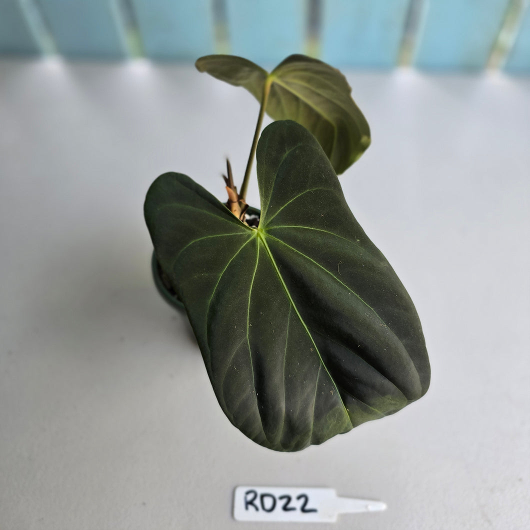 #RD22 Anthurium Papillilaminum x