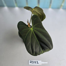 Load image into Gallery viewer, #RD22 Anthurium Papillilaminum x