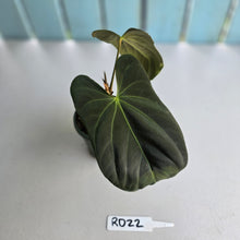 Load image into Gallery viewer, #RD22 Anthurium Papillilaminum x