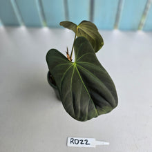 Load image into Gallery viewer, #RD22 Anthurium Papillilaminum x