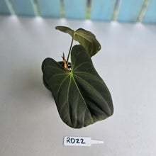 Load image into Gallery viewer, #RD22 Anthurium Papillilaminum x