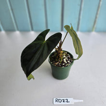 Load image into Gallery viewer, #RD22 Anthurium Papillilaminum x
