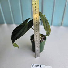 Load image into Gallery viewer, #RD22 Anthurium Papillilaminum x