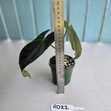 Load image into Gallery viewer, #RD22 Anthurium Papillilaminum x