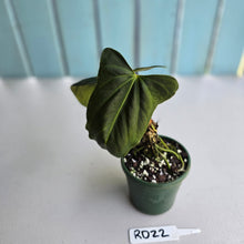 Load image into Gallery viewer, #RD22 Anthurium Papillilaminum x