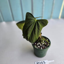 Load image into Gallery viewer, #RD22 Anthurium Papillilaminum x