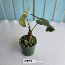 Load image into Gallery viewer, #RD22 Anthurium Papillilaminum x