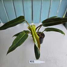 Load image into Gallery viewer, #RD2 Philodendron Golden Tuxtla x Red Wings