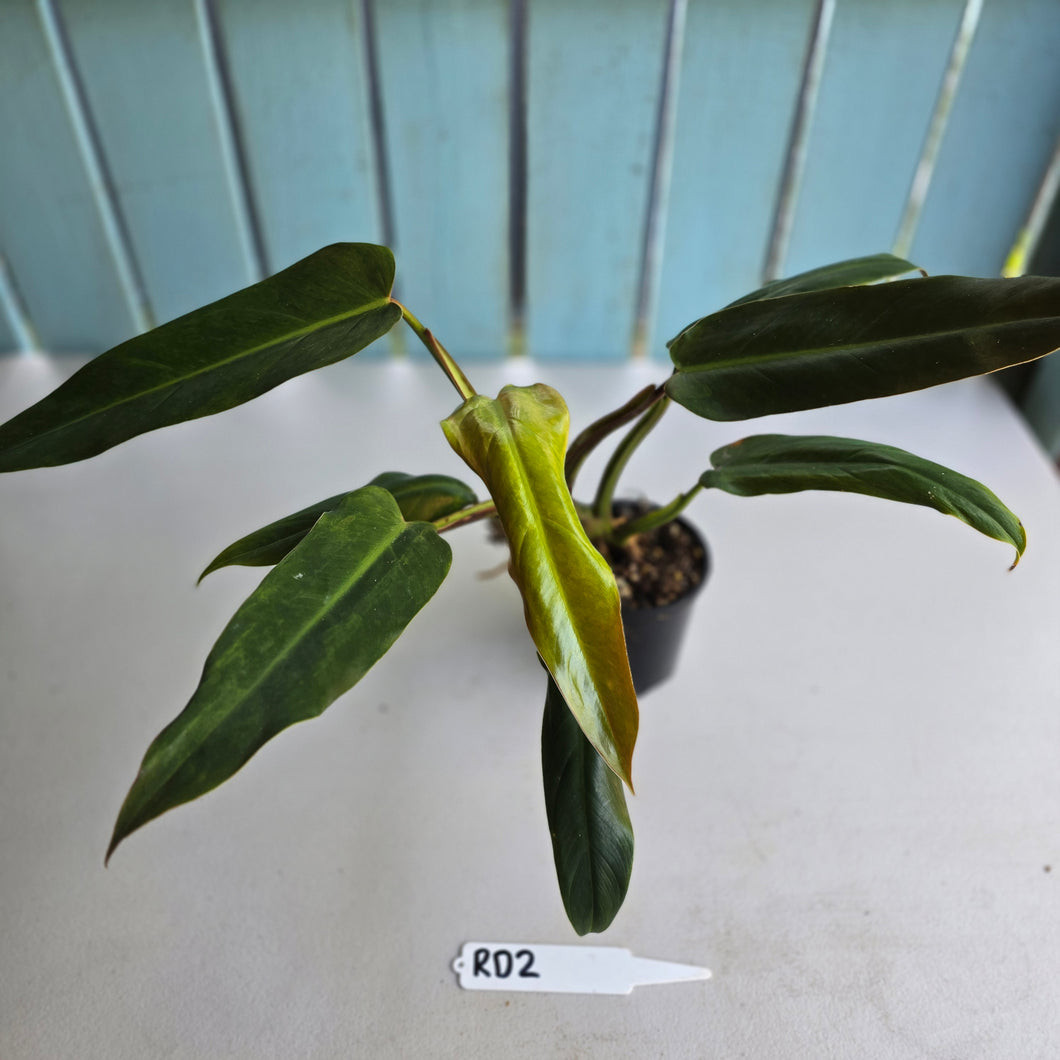 #RD2 Philodendron Golden Tuxtla x Red Wings