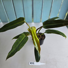 Load image into Gallery viewer, #RD2 Philodendron Golden Tuxtla x Red Wings