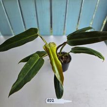 Load image into Gallery viewer, #RD2 Philodendron Golden Tuxtla x Red Wings