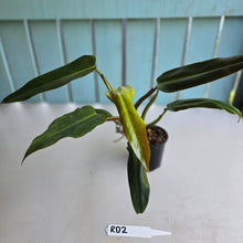Load image into Gallery viewer, #RD2 Philodendron Golden Tuxtla x Red Wings