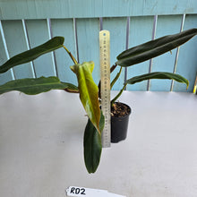 Load image into Gallery viewer, #RD2 Philodendron Golden Tuxtla x Red Wings