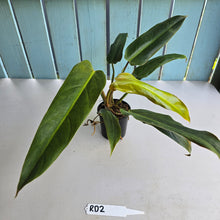 Load image into Gallery viewer, #RD2 Philodendron Golden Tuxtla x Red Wings