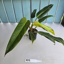 Load image into Gallery viewer, #RD2 Philodendron Golden Tuxtla x Red Wings