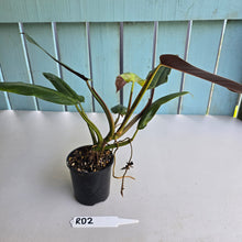 Load image into Gallery viewer, #RD2 Philodendron Golden Tuxtla x Red Wings