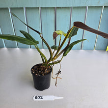 Load image into Gallery viewer, #RD2 Philodendron Golden Tuxtla x Red Wings