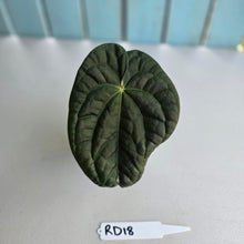 Load image into Gallery viewer, #RD18 Anthurium Dark Complex x Luxurians - With 2 x Pups