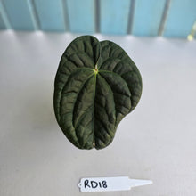 Load image into Gallery viewer, #RD18 Anthurium Dark Complex x Luxurians - With 2 x Pups
