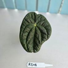 Load image into Gallery viewer, #RD18 Anthurium Dark Complex x Luxurians - With 2 x Pups