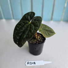 Load image into Gallery viewer, #RD18 Anthurium Dark Complex x Luxurians - With 2 x Pups