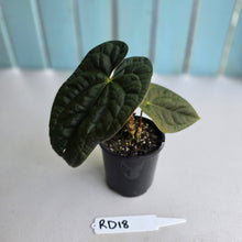 Load image into Gallery viewer, #RD18 Anthurium Dark Complex x Luxurians - With 2 x Pups