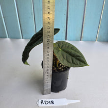 Load image into Gallery viewer, #RD18 Anthurium Dark Complex x Luxurians - With 2 x Pups