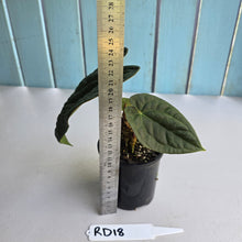 Load image into Gallery viewer, #RD18 Anthurium Dark Complex x Luxurians - With 2 x Pups