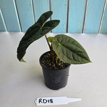 Load image into Gallery viewer, #RD18 Anthurium Dark Complex x Luxurians - With 2 x Pups