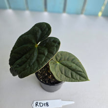 Load image into Gallery viewer, #RD18 Anthurium Dark Complex x Luxurians - With 2 x Pups