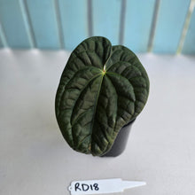 Load image into Gallery viewer, #RD18 Anthurium Dark Complex x Luxurians - With 2 x Pups