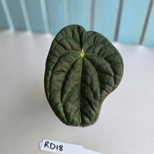 Load image into Gallery viewer, #RD18 Anthurium Dark Complex x Luxurians - With 2 x Pups