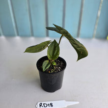 Load image into Gallery viewer, #RD18 Anthurium Dark Complex x Luxurians - With 2 x Pups