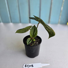 Load image into Gallery viewer, #RD18 Anthurium Dark Complex x Luxurians - With 2 x Pups