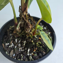 Load image into Gallery viewer, #RD18 Anthurium Dark Complex x Luxurians - With 2 x Pups