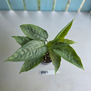 #RD17 Two x Schismatoglottis Borneo Silver