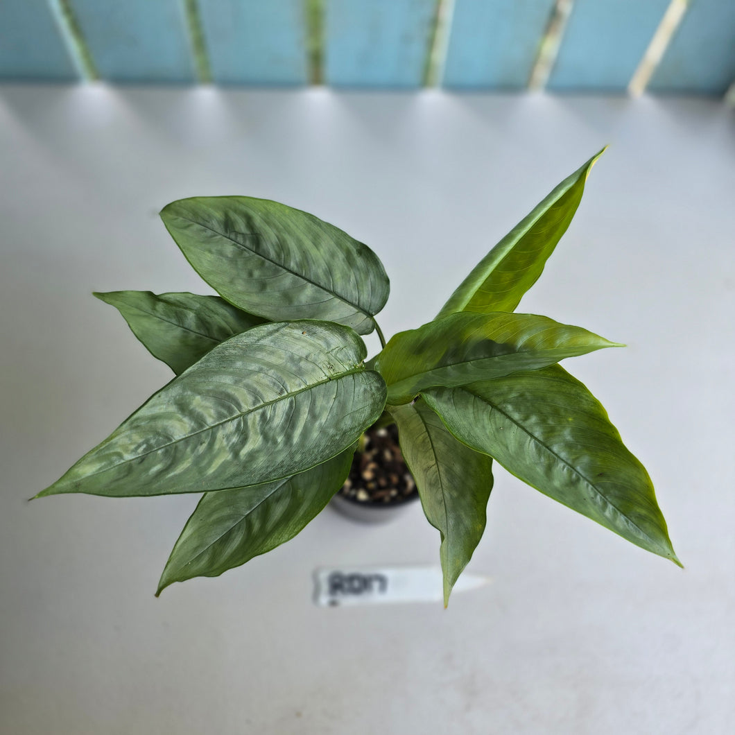 #RD17 Two x Schismatoglottis Borneo Silver