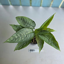 Load image into Gallery viewer, #RD17 Two x Schismatoglottis Borneo Silver