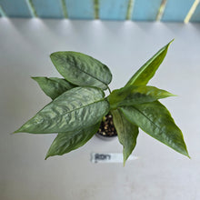 Load image into Gallery viewer, #RD17 Two x Schismatoglottis Borneo Silver