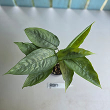 Load image into Gallery viewer, #RD17 Two x Schismatoglottis Borneo Silver