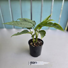 Load image into Gallery viewer, #RD17 Two x Schismatoglottis Borneo Silver