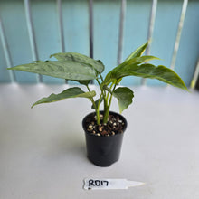 Load image into Gallery viewer, #RD17 Two x Schismatoglottis Borneo Silver