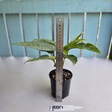 Load image into Gallery viewer, #RD17 Two x Schismatoglottis Borneo Silver