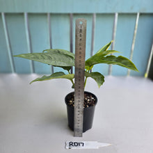 Load image into Gallery viewer, #RD17 Two x Schismatoglottis Borneo Silver